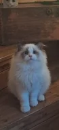 Koťátka Ragdoll s PP