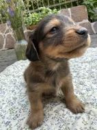 Štěňátka – kříženci dlouhosrstého jezevčíka