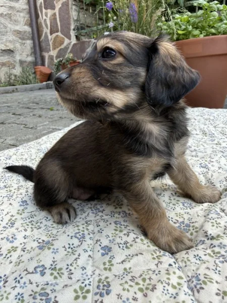 Štěňátka – kříženci dlouhosrstého jezevčíka
