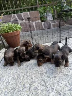 Štěňátka – kříženci dlouhosrstého jezevčíka