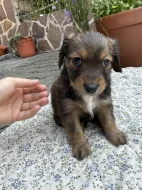Štěňátka – kříženci dlouhosrstého jezevčíka