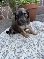 Štěňátka – kříženci dlouhosrstého jezevčíka