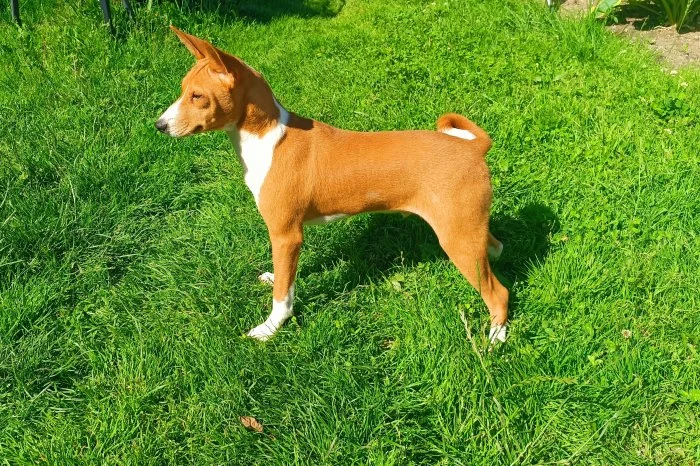 Basenji - prodám pejsky bez pp