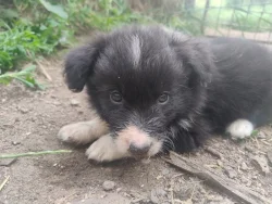 Border kolie bez PP
