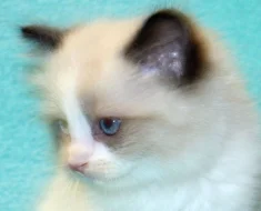 RAGDOLLÍ KOŤÁTKA :