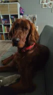 Daruji do velmi dobrých rukou ročního Irského setra