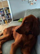 Daruji do velmi dobrých rukou ročního Irského setra