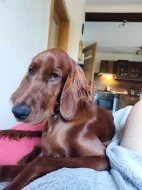 Daruji do velmi dobrých rukou ročního Irského setra