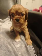 Kavalír King Charles Spaniel