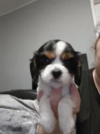Kavalír King Charles Spaniel