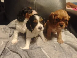 Kavalír King Charles Spaniel
