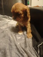 Kavalír King Charles Spaniel