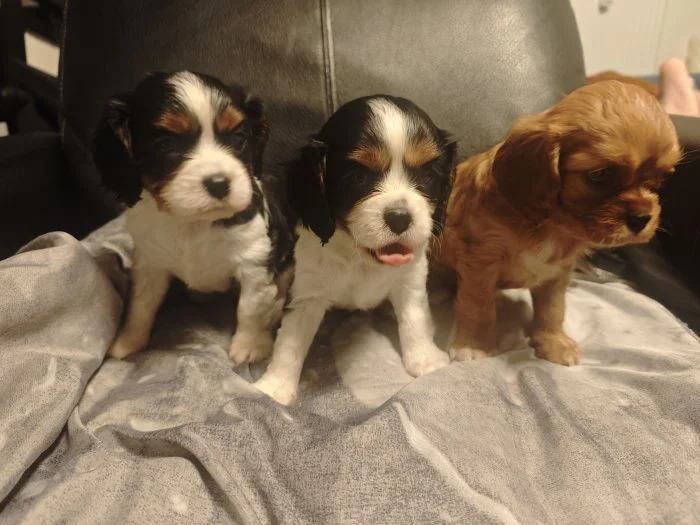 Kavalír King Charles Spaniel