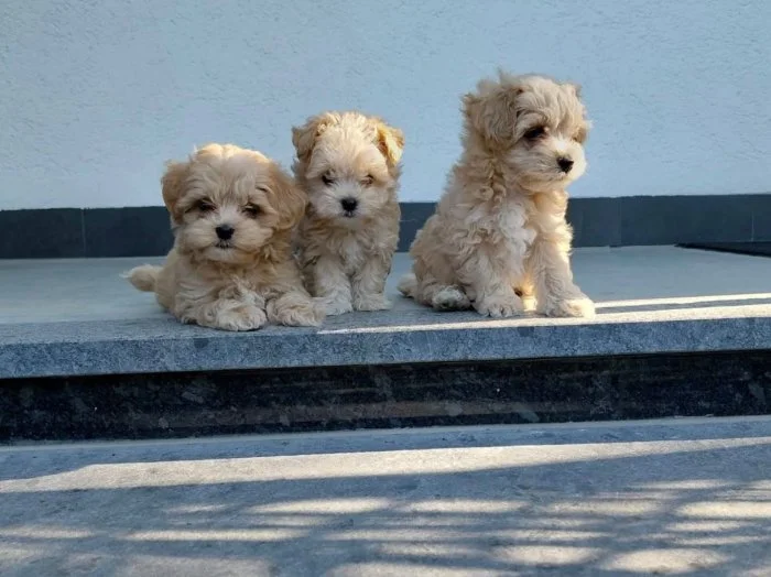 Maltipoo originál