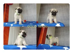 MOPS s PP.FCI