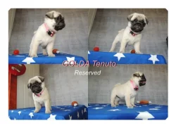 MOPS s PP.FCI