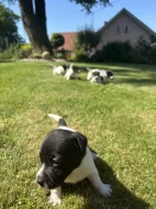 Jack Russel