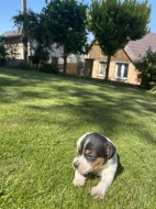Jack Russel
