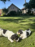 Jack Russel