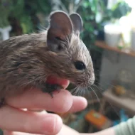 Osmák degu