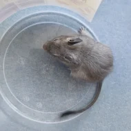 Osmák degu