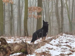 Štěňata kříženec Českosl.vlč.xHuskyxNěmecký ovč.