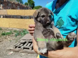 Štěňata kříženec Českosl.vlč.xHuskyxNěmecký ovč.