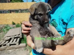 Štěňata kříženec Českosl.vlč.xHuskyxNěmecký ovč.