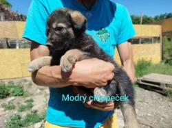 Štěňata kříženec Českosl.vlč.xHuskyxNěmecký ovč.