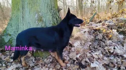 Štěňata kříženec Českosl.vlč.xHuskyxNěmecký ovč.