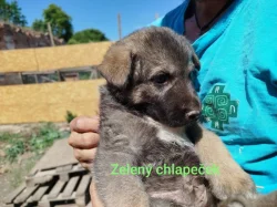Štěňata kříženec Českosl.vlč.xHuskyxNěmecký ovč.