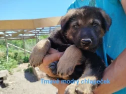 Štěňata kříženec Českosl.vlč.xHuskyxNěmecký ovč.