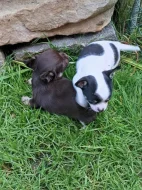 čivava krátko i dlouhosrstá s PP FCI fenka