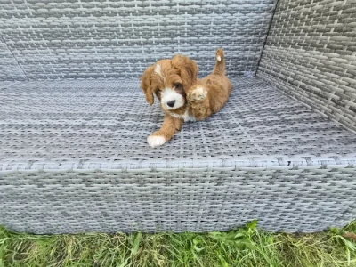 Cavapoo
