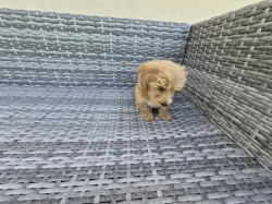 Cavapoo