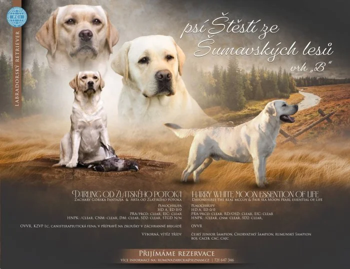 Labrador Labradorský retrívr s PP