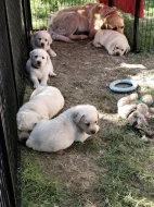 Labrador Labradorský retrívr s PP