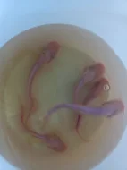 Sumec velký albinotické formě