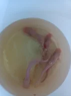 Sumec velký albinotické formě