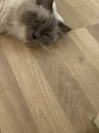 Ragdoll bez PP,staří 3 roky