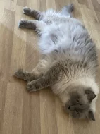 Ragdoll bez PP,staří 3 roky