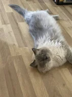 Ragdoll bez PP,staří 3 roky