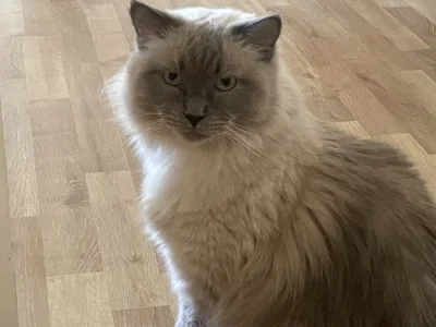 Ragdoll bez PP,staří 3 roky