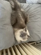 Ragdoll bez PP,staří 3 roky
