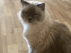 Ragdoll bez PP,staří 3 roky