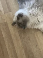 Ragdoll bez PP,staří 3 roky
