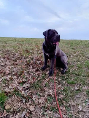 Daruji Cane Corso zkušenému chovateli
