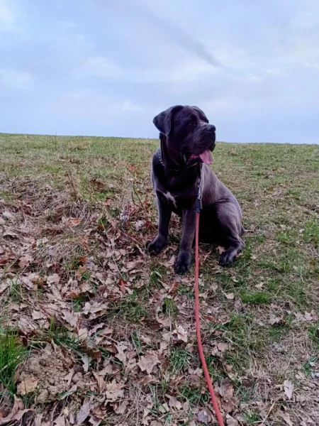 Daruji Cane Corso zkušenému chovateli