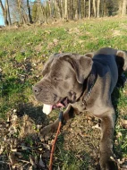 Daruji Cane Corso zkušenému chovateli