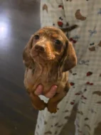 🐾 Štěňátka hladkosrstého jezevčíka k dispozici 🐾
